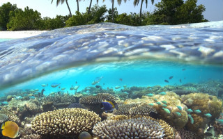 Tropisches Riff - Malediven